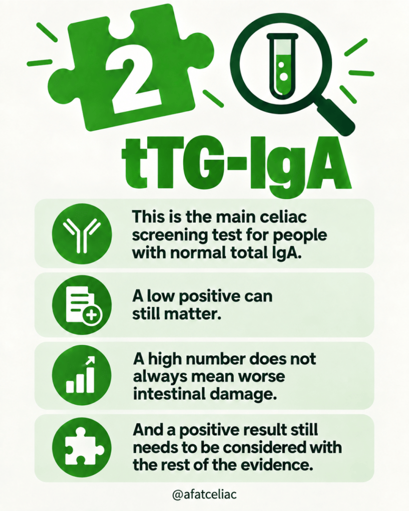 Infographic about celiac screening using tTG-IgA, with four key notes on test interpretation and a green-themed design.